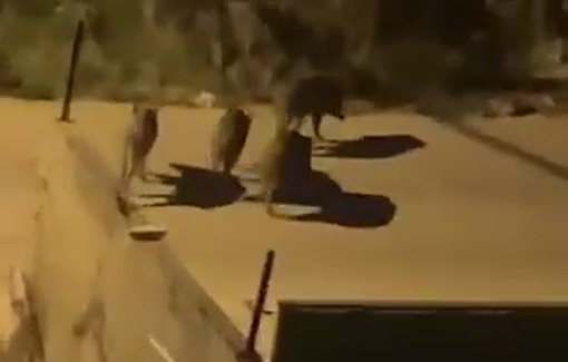 Thumbnail preview image for the video titled: The Israeli forces unloaded a large truck loaded with wild boar in Iktaba near Nur Shams