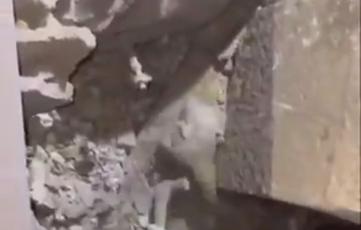 Thumbnail preview image for the video titled: Civil defense teams rescue a cat stuck under the rubble of a home bombed by Israel