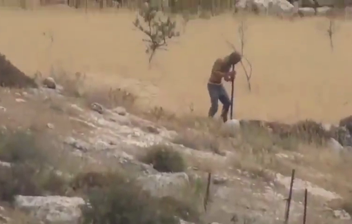 Thumbnail preview image for the video titled: A masked settler dismantled and stole agricultural fencing on the lands of the village of Qawawis
