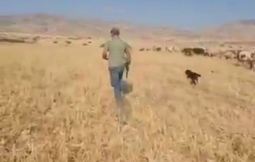 Thumbnail preview image for the video titled: Settlers from a nearby outpost let cows graze in an unharvested wheat field in Bardala