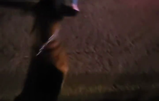 Thumbnail preview image for the video titled: IDF reservist Elkana Federman uses his dog to terrorize a Palestinian