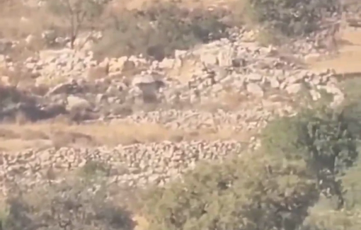 Thumbnail preview image for the video titled: Israeli settler kill one and injure eight in Surif pogrom, torching fields and homes