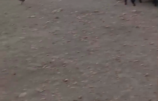 Thumbnail preview image for the video titled: Israeli settler released his sheep among the homes in the village of Shalla al-Auja