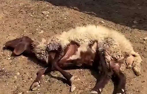 Thumbnail preview image for the video titled: Palestinians residents confronting a major settler attack on lands and farmers' properties between Khirbet Abu Falah and Turmusaya