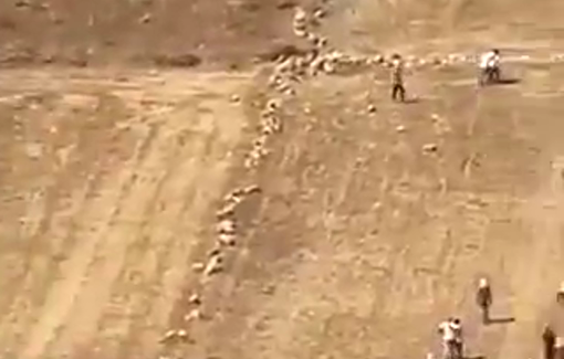 Thumbnail preview image for the video titled: Israeli settler attack Palestinian land and residents in the Marj Sa'i area, between the towns of Abu Falah and Turmus Ayya