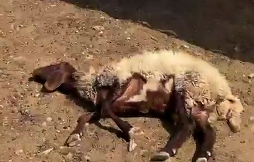 Thumbnail preview image for the video titled: Massive settler attack on Abu Falah, Turmus Ayya and AL-Mughayyir farms, vehicles and residents