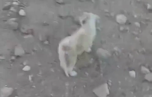 Thumbnail preview image for the video titled: In Ras al-Auja, settlers invaded Palestinian lands, abandoned their puppies, and threatened every living being with violence
