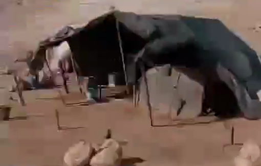 Thumbnail preview image for the video titled: Israeli settlers unleash their sheep to graze on Palestinian land near the town of Al-Auja