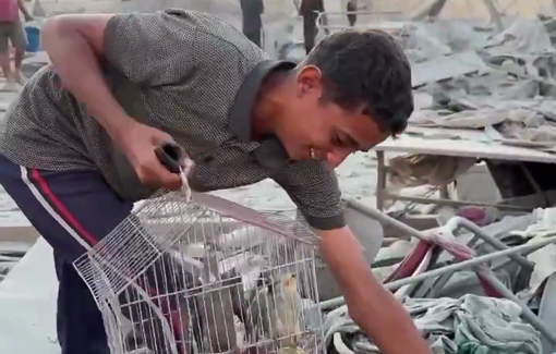 Thumbnail preview image for the video titled: Boy rescues his pet bird from the rubble of a tower bombed by israel