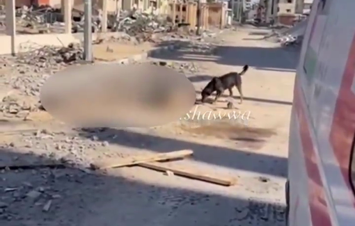 Thumbnail preview image for the video titled: Paramedics recover the body of an elderly Palestinian woman being eaten by dogs