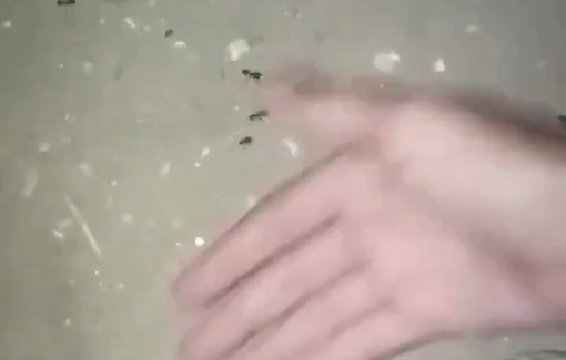 Thumbnail preview image for the video titled: Displaced children forced to sleep on the streets amid ants