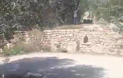 Thumbnail preview image for the video titled: Israeli settlers steal Palestinian-owned olives in the neighborhood of Silwan