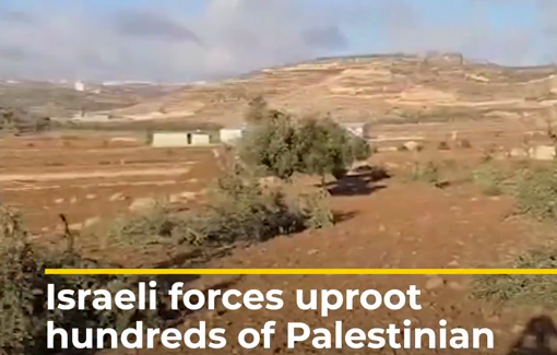 Thumbnail preview image for the video titled: Hundreds of olive trees were seen uprooted by Israeli forces in the villages of al-Mughayyir