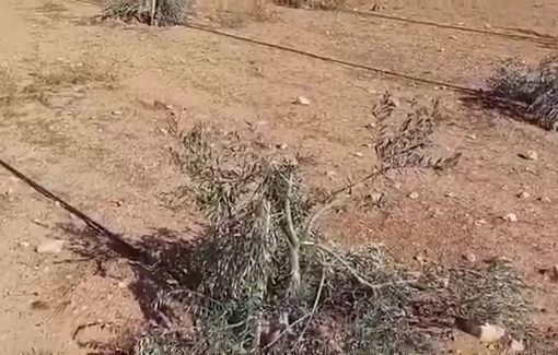 Thumbnail preview image for the video titled: Israeli settlers damaged an olive field in Zweidin, Masafer Yatta