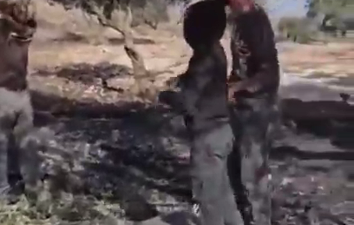 Thumbnail preview image for the video titled: Sanctionned settler Neria Ben Pazi continues robbing olives from Palestinians in Al-Taybeh