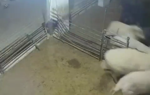 Thumbnail preview image for the video titled: The moment Israeli settlers attacked Palestinian livestock with clubs and knives in Samua