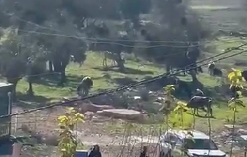 Thumbnail preview image for the video titled: Israeli settlers along with their cows attack Palestinian residents at the entrance to Deir Jarir village