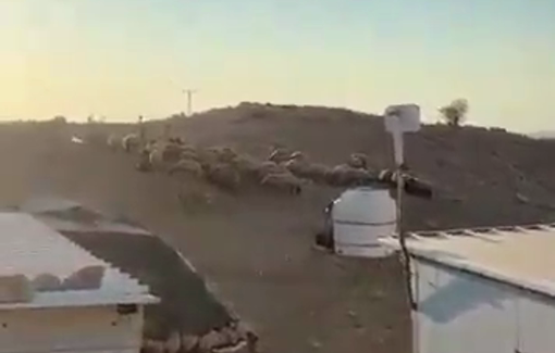 Thumbnail preview image for the video titled: Israeli settlers release their livestock on Palestinian land in the Shallal Al-Auja village