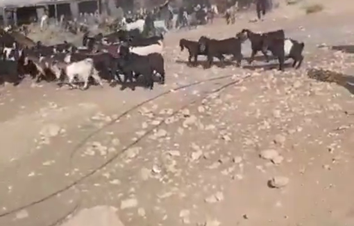Thumbnail preview image for the video titled: Israeli settlers release livestock into Shallal al-Auja village, moving between residents’ homes