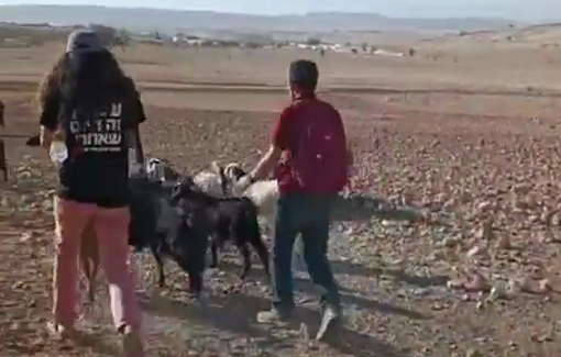 Thumbnail preview image for the video titled: Israeli settlers release their livestock on Palestinian land in Shallal Al-Auja